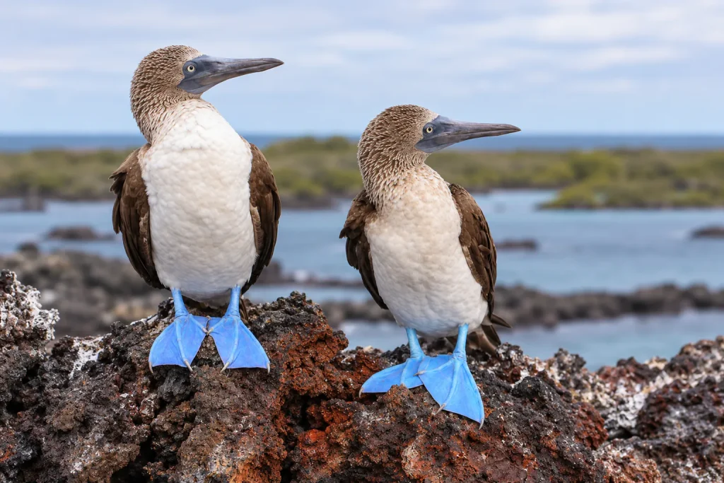 Two blue-footed boobies standing on volcanic rock