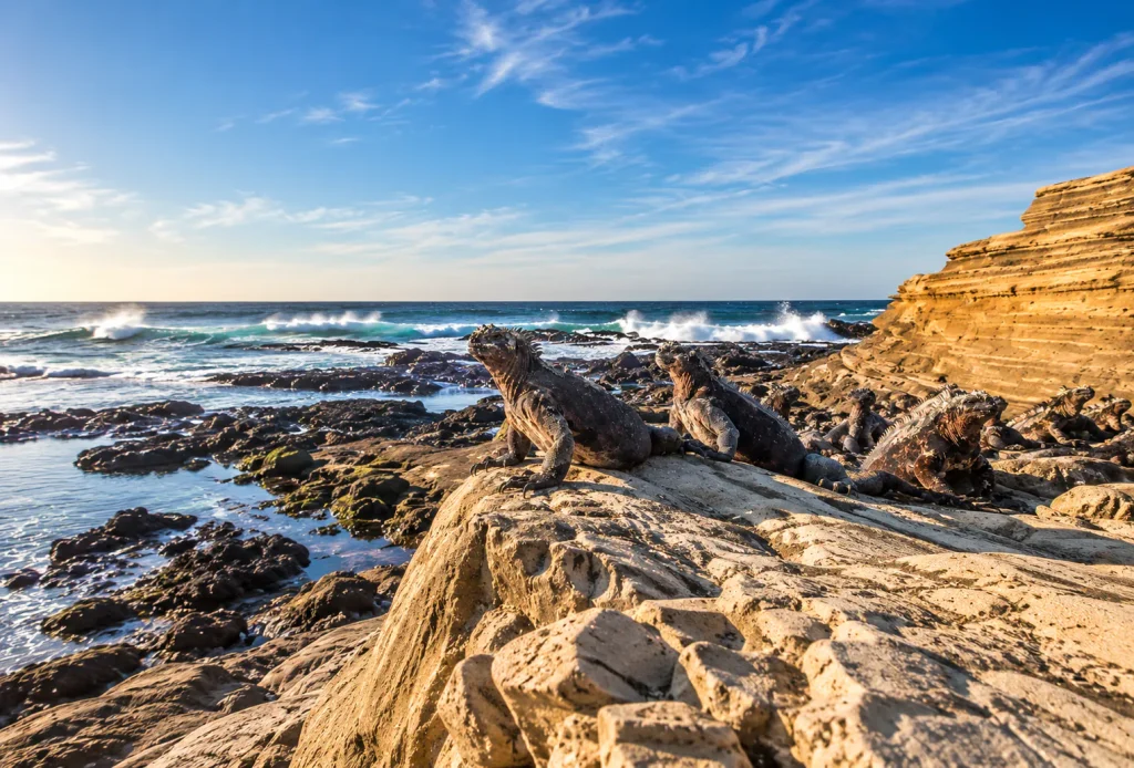 Marine iguanas basking on volcanic rocks by the Galapagos coast